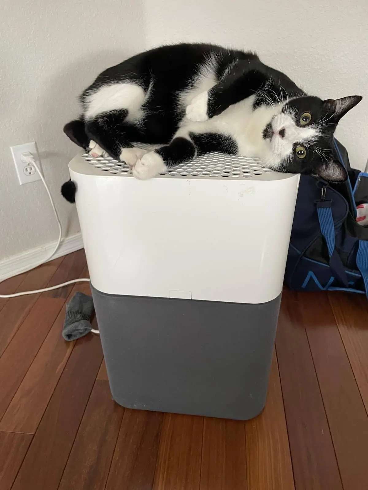 Air Purifier for Cats