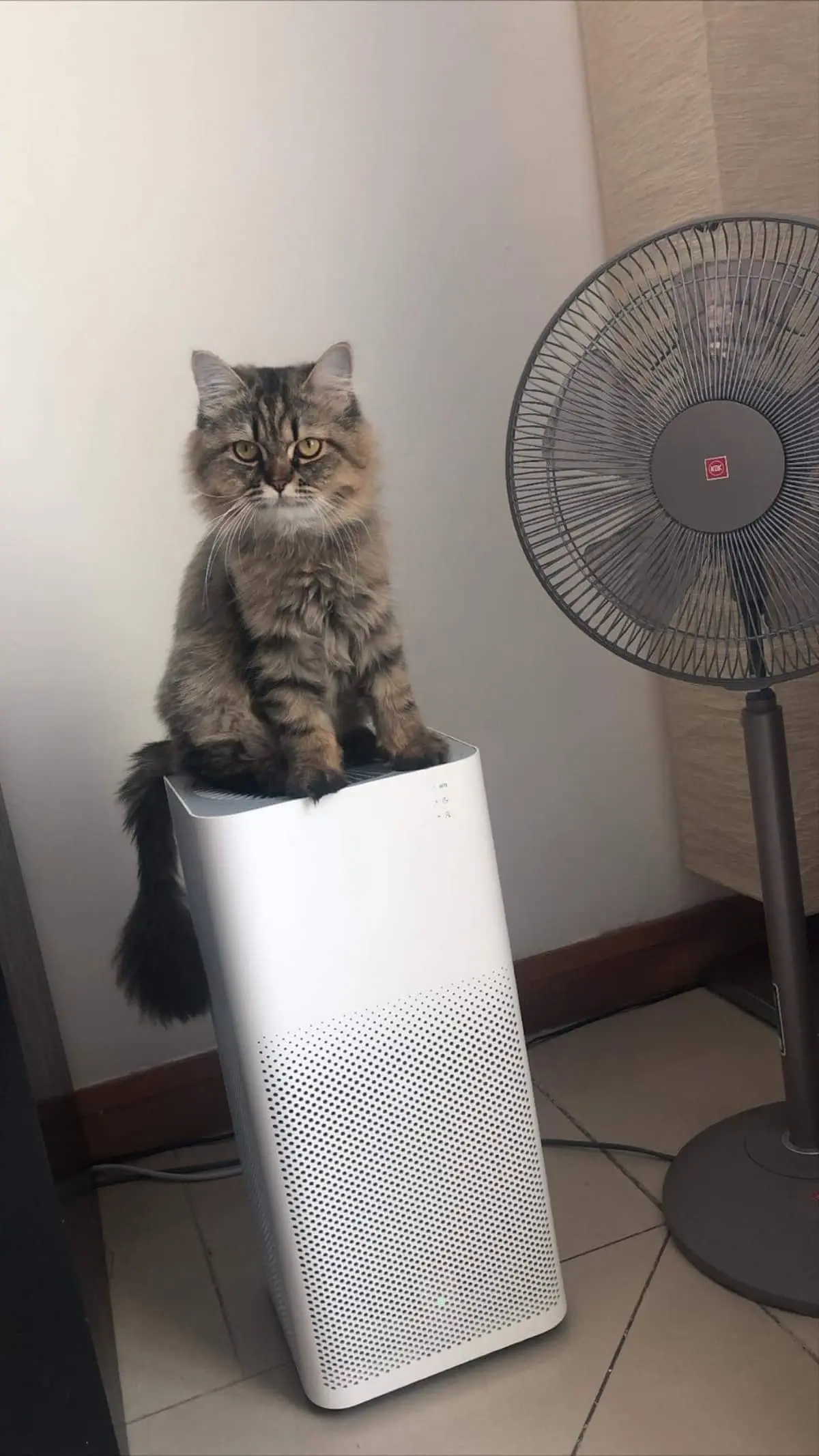 Air purifier with cat
