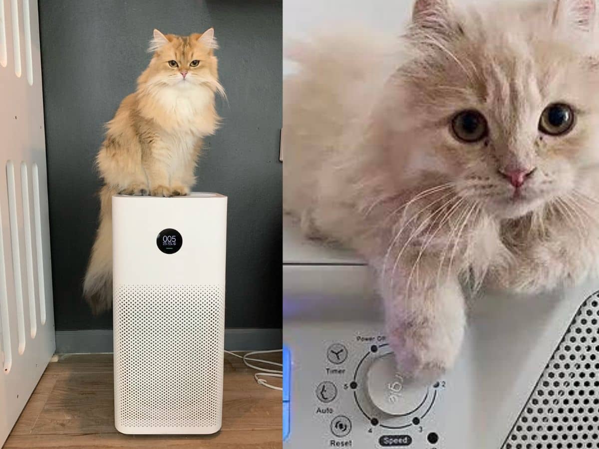 Best-Air-Purifier-for-Households-with-Multiple-Pets2