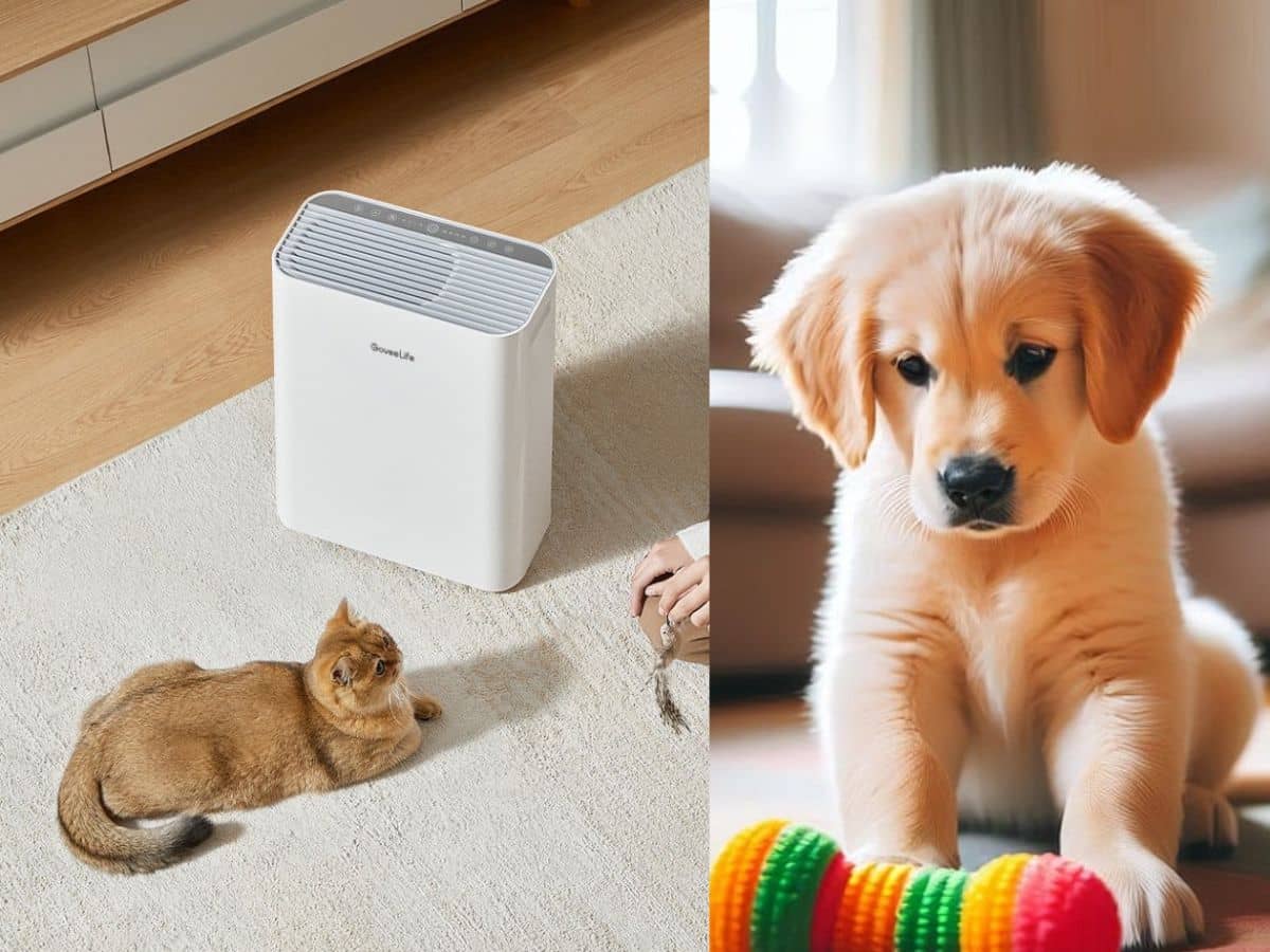 Best-Air-Purifier-for-Households-with-Multiple-Pets4