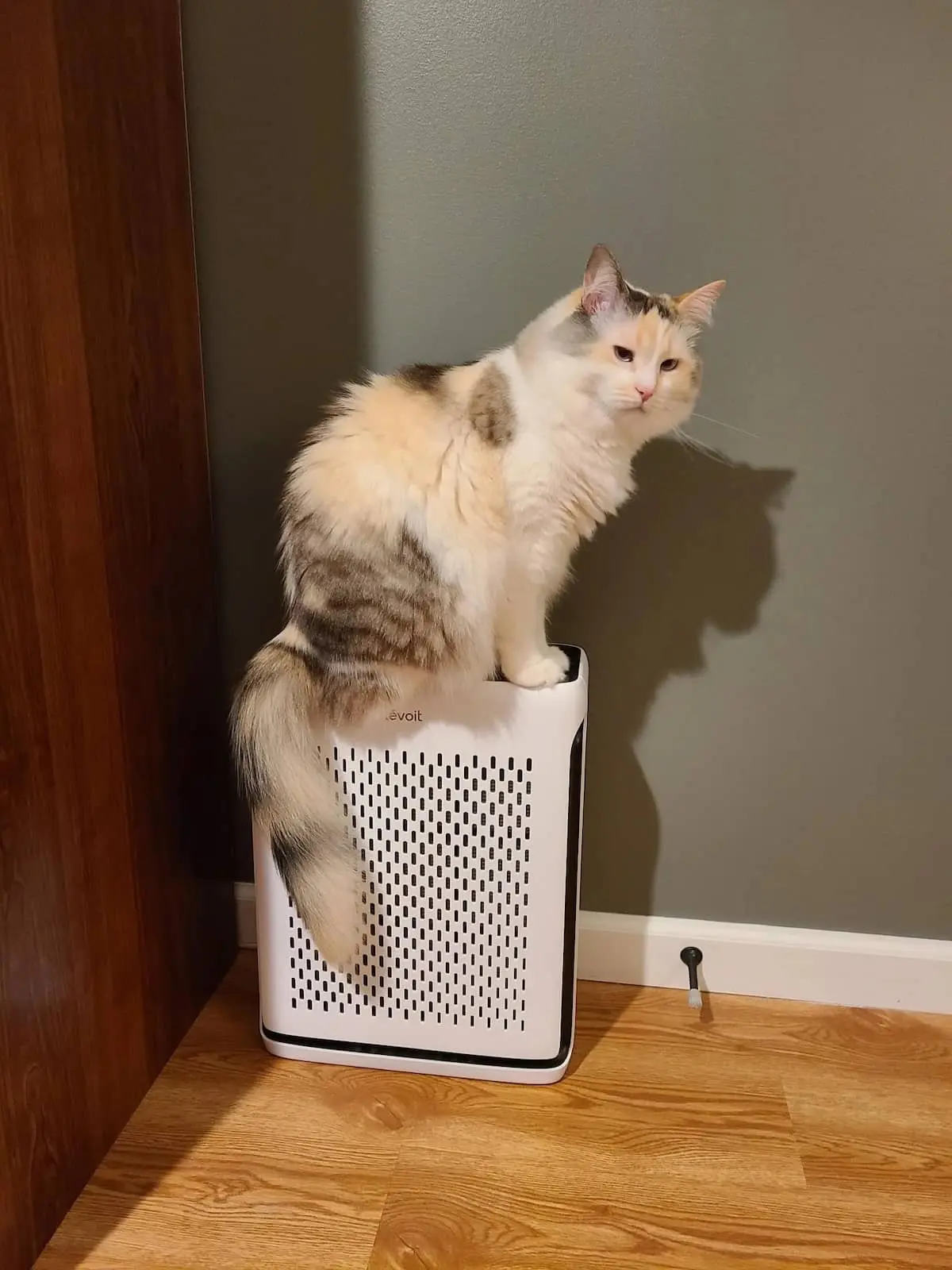 Levoit Air Purifier for Cats