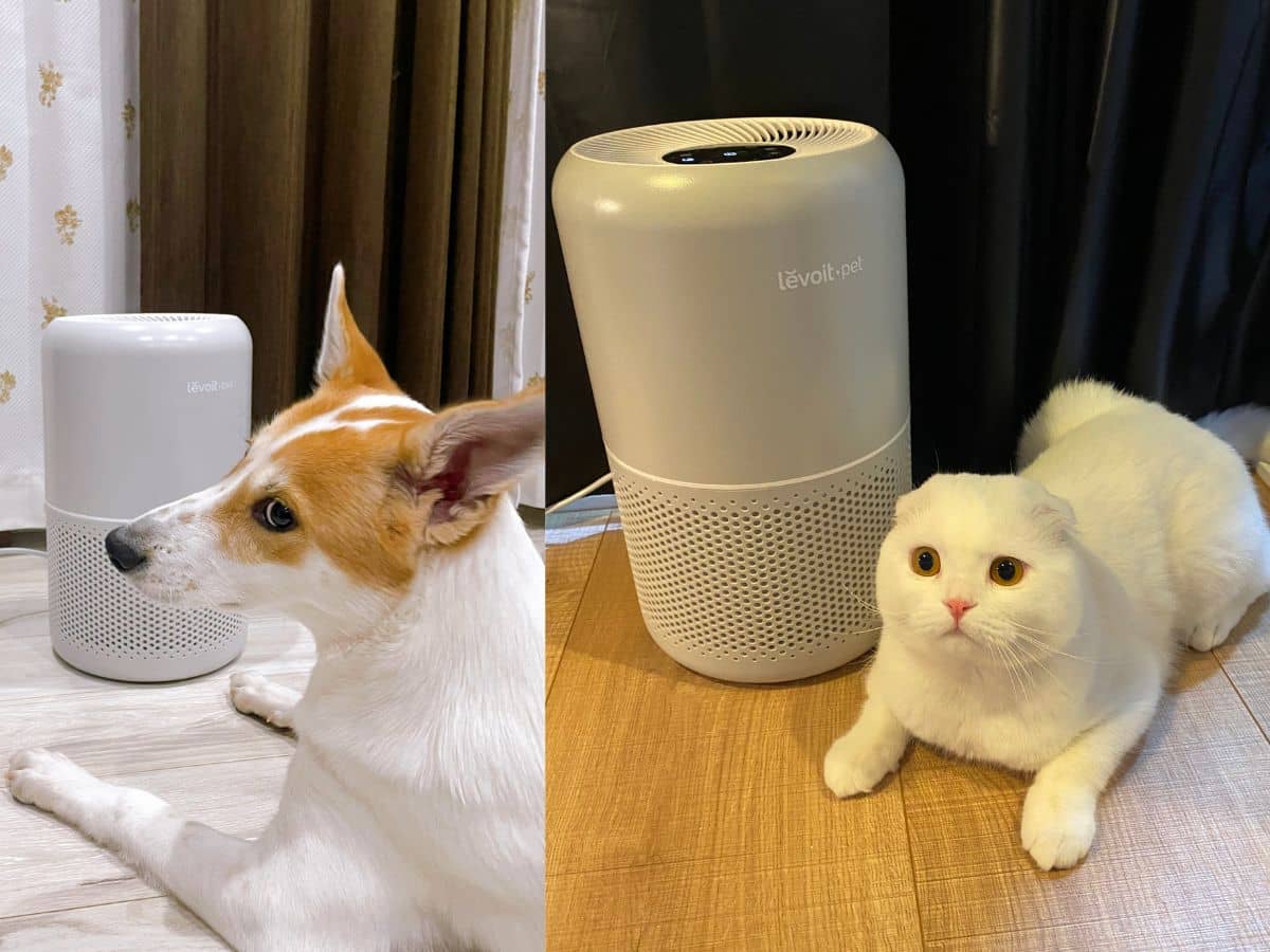 Best-Air-Purifier-for-Chronic-Pet-Allergies-and-Asthma2