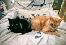 Best electric blanket