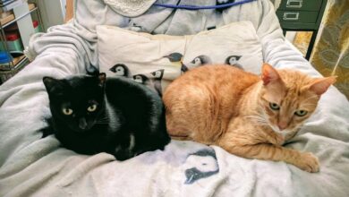 Best electric blanket